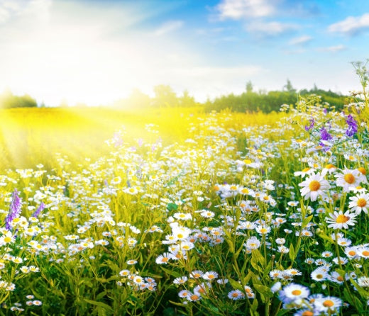 Exploring Floral Scents: Perfect Picks for Early Spring Vibes