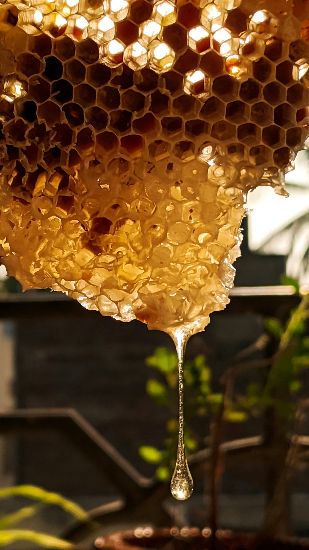 Close-up of honeycomb with honey dripping, blurred background